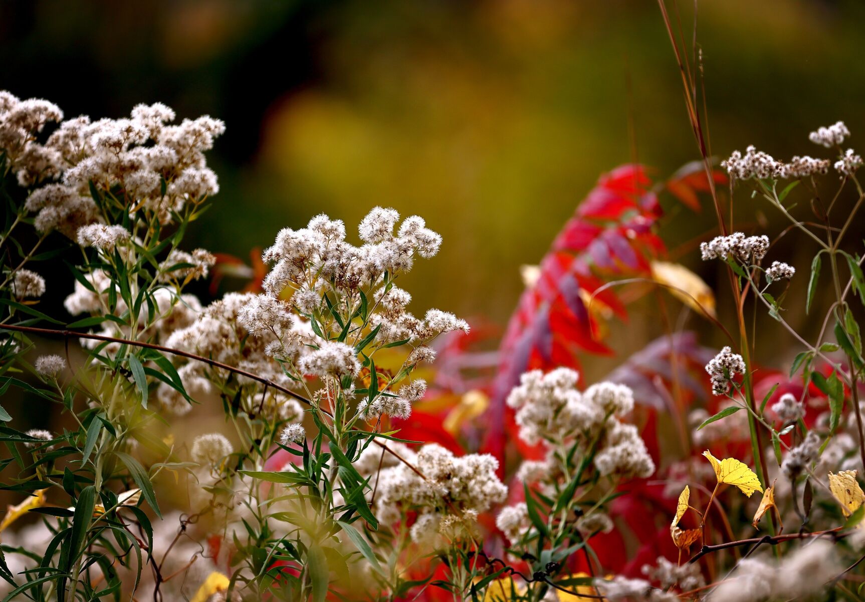 Fall colors in Pere Marquette State Park